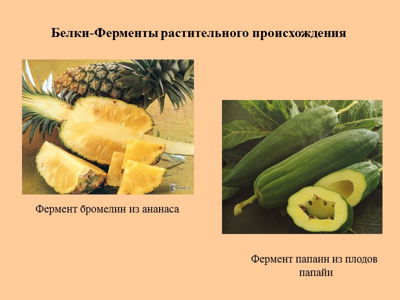 Белки-Ферменты растительного происхождения Фермент бромелин из ананаса Фермент папаин из плодов  папайи